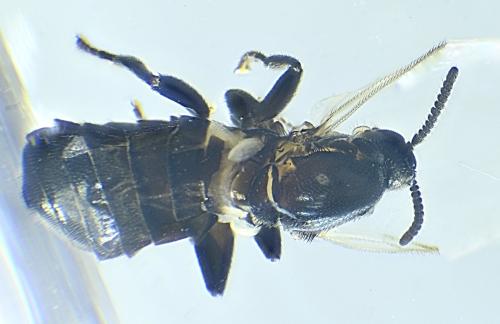 Réf. 336 684 : Thripomorpha coxendix